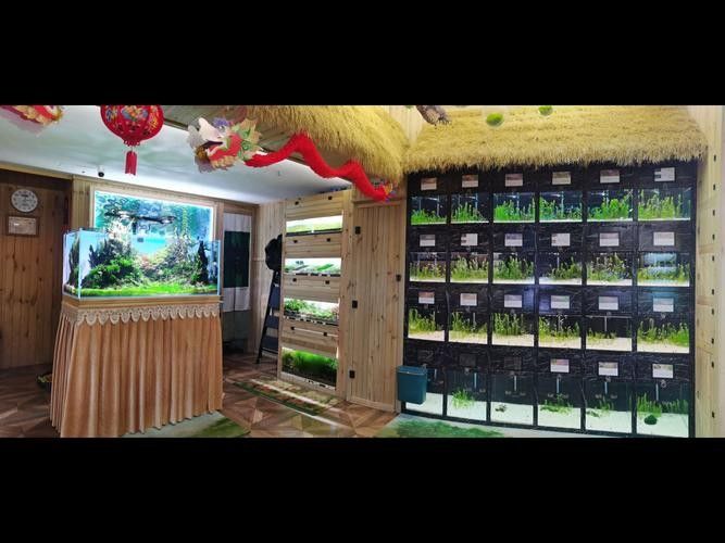 固安開(kāi)水族店怎么樣？加盟祥龍魚(yú)場(chǎng)賣龍魚(yú)市場(chǎng)怎樣？