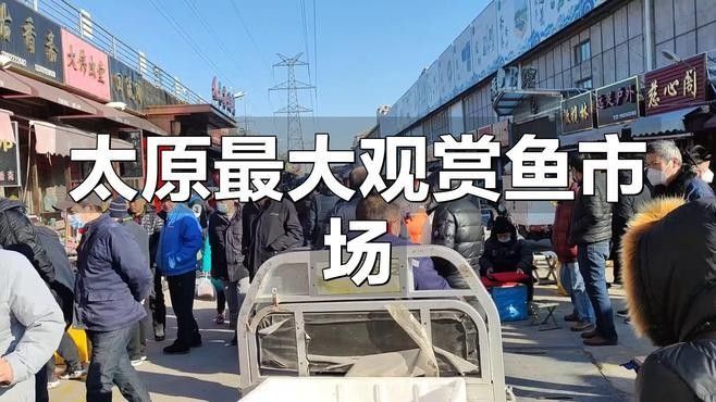 太原開水族店怎么樣？加盟祥龍魚場賣龍魚市場怎樣？