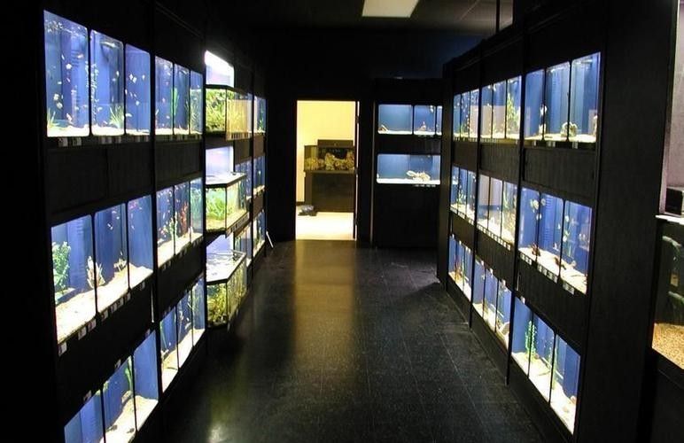 文安開水族店怎么樣？加盟祥龍魚場賣龍魚市場怎樣？