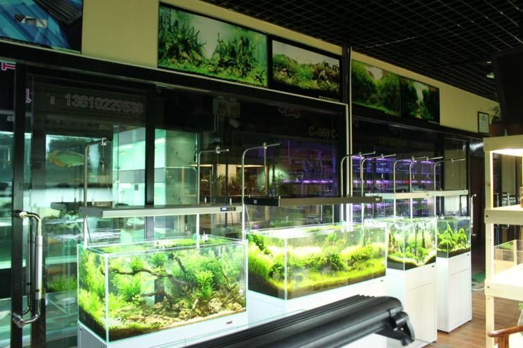 北京開水族店怎么樣？加盟祥龍魚場(chǎng)賣龍魚市場(chǎng)怎樣？