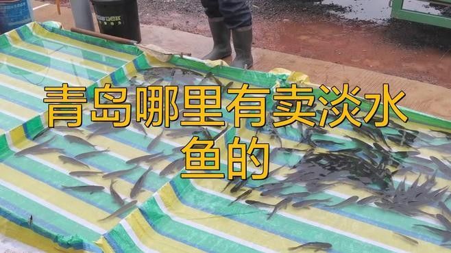 青島開水族店怎么樣？加盟祥龍魚場(chǎng)賣龍魚市場(chǎng)怎樣？