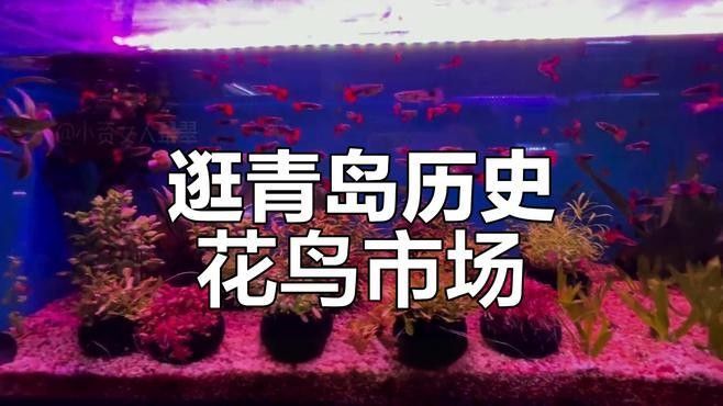 青島開水族店怎么樣？加盟祥龍魚場賣龍魚市場怎樣？