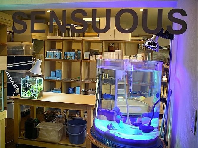 臺(tái)灣開水族店怎么樣？加盟祥龍魚場賣龍魚市場怎樣？ 臺(tái)灣開水族店怎么樣？加盟祥龍魚場賣龍魚市場怎樣？ 水族館百科（水族館加盟） 第14張