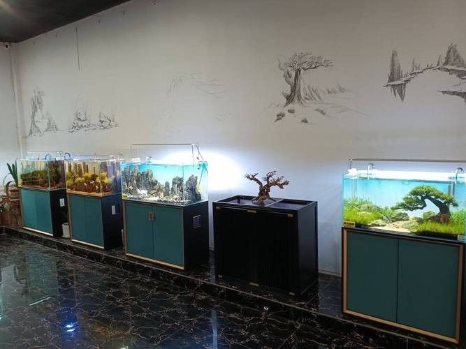 棗莊開水族店怎么樣？加盟祥龍魚場賣龍魚市場怎樣？