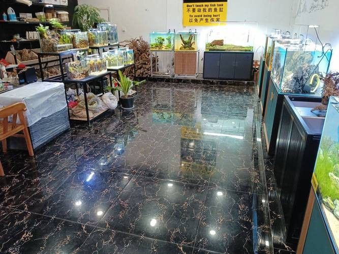 棗莊開水族店怎么樣？加盟祥龍魚場賣龍魚市場怎樣？