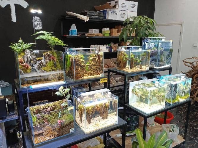 棗莊開水族店怎么樣？加盟祥龍魚場賣龍魚市場怎樣？