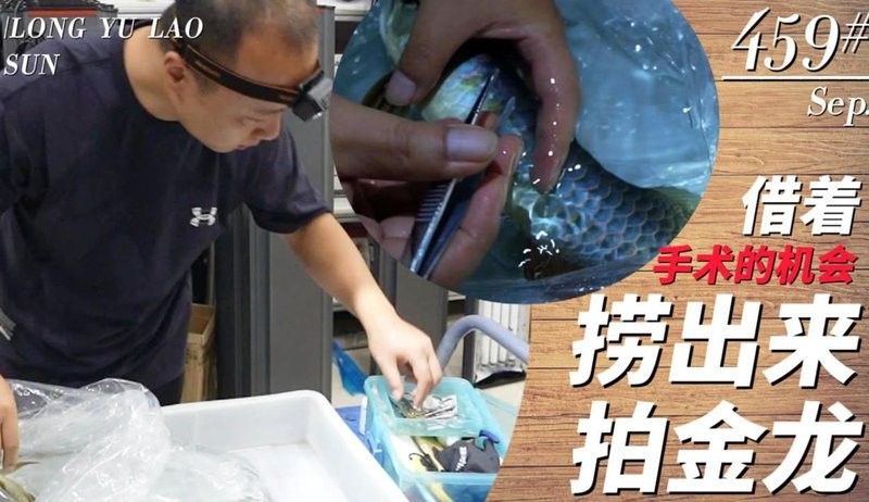 龍魚老孫參與過哪些行業賽事？ 龍魚老孫參與過哪些行業賽事？ 龍魚百科 第3張