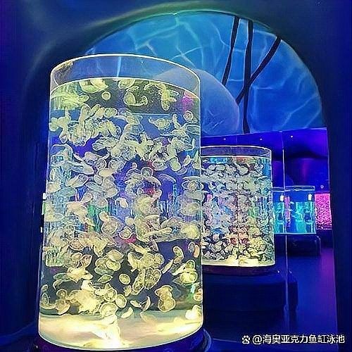路北開水族店怎么樣？加盟祥龍魚場賣龍魚市場怎樣？