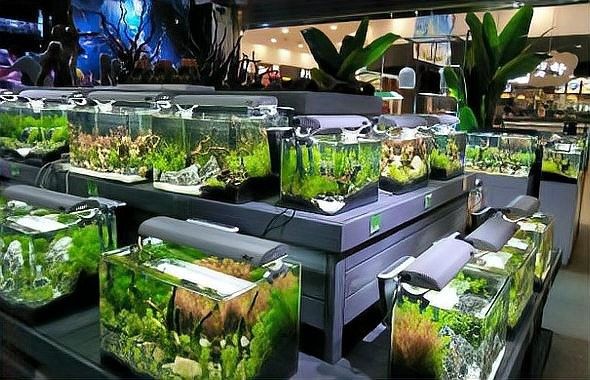 淇濱開水族店怎么樣？加盟祥龍魚場賣龍魚市場怎樣？
