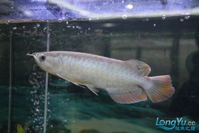 號半龍魚和一號龍魚（號半龍魚和一號紅龍在品種、形態特征、形態特征、形態特征）
