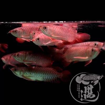號半龍魚和一號龍魚（號半龍魚和一號紅龍在品種、形態特征、形態特征、形態特征）