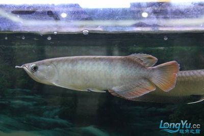 號半龍魚和一號龍魚（號半龍魚和一號紅龍在品種、形態特征、形態特征、形態特征）