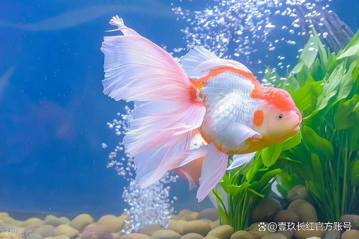 凌河開水族店怎么樣？加盟祥龍魚場賣龍魚市場怎樣？