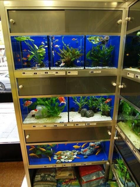 沈北開水族店怎么樣？加盟祥龍魚場賣龍魚市場怎樣？