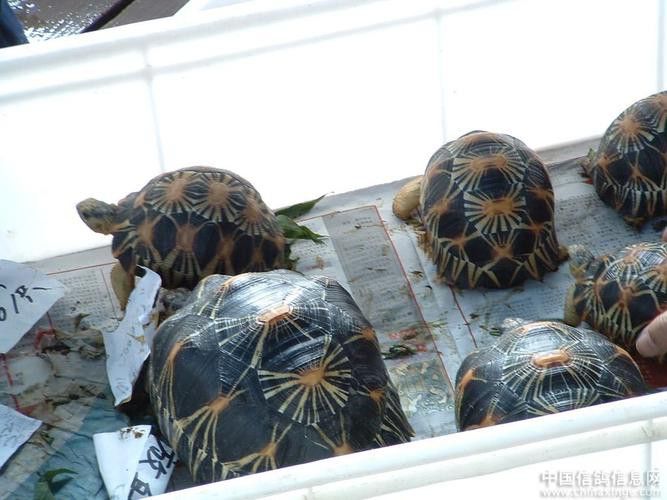 廣州百藝城祥龍魚場位置圖高清