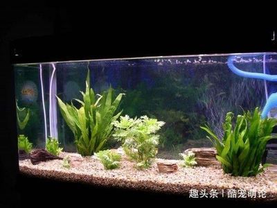 如何判斷龍魚水質是否平衡：判斷龍魚水質是否平衡是確保龍魚健康生長的關鍵步驟