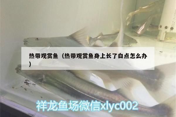 細線銀板魚苗混養常見問題：細線銀板魚苗在混養時可能會遇到的常見問題是與其他魚種的兼容性