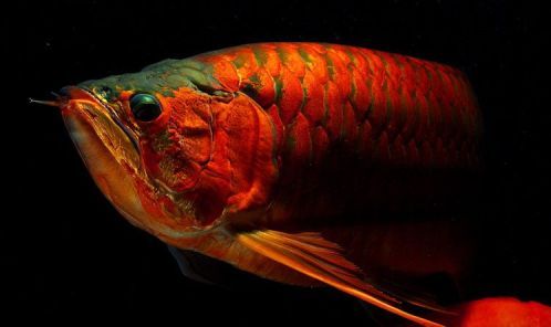 龍魚關刀魚：龍魚關刀魚混合養護