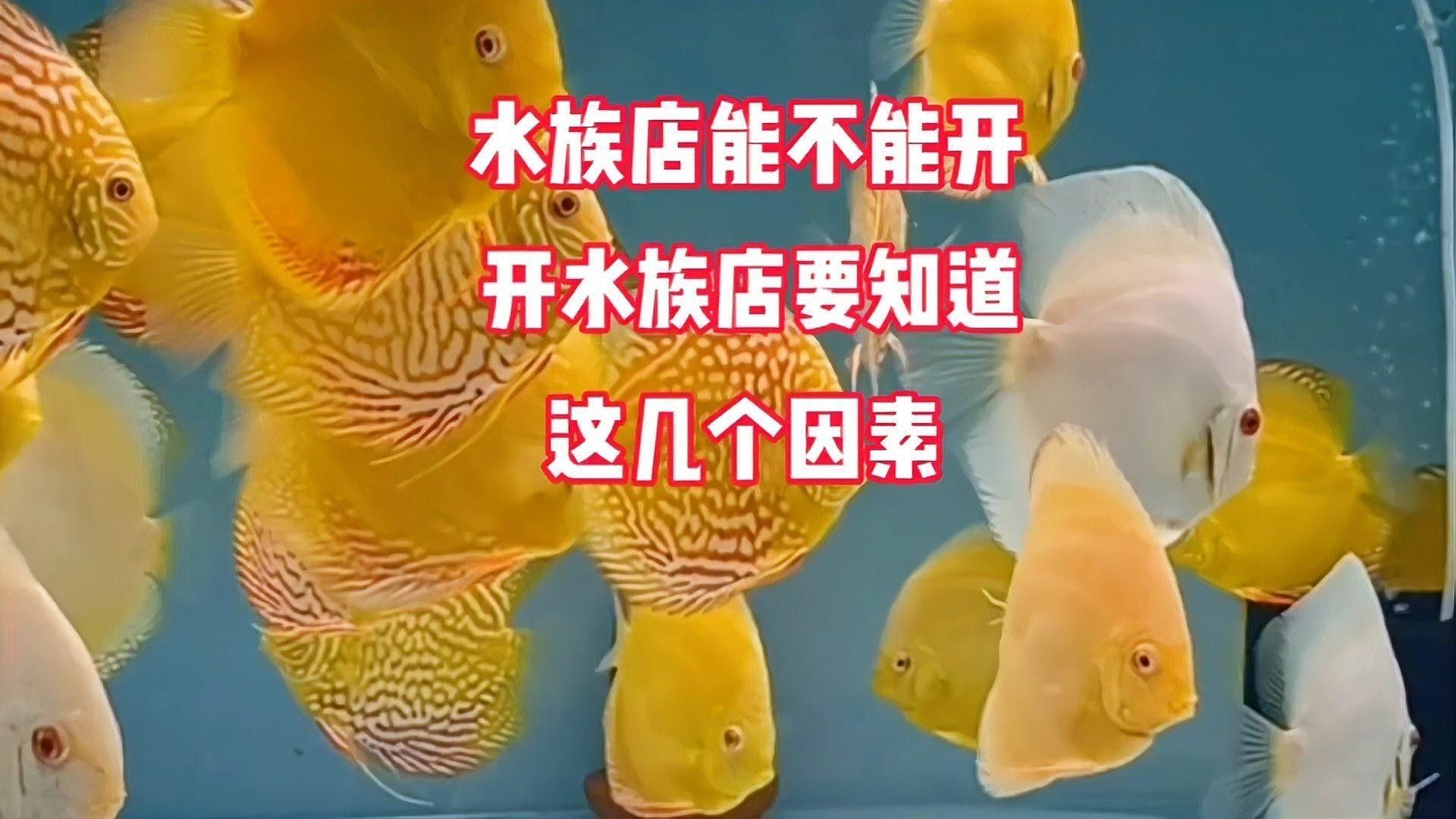 乳山開水族店怎么樣？加盟祥龍魚場賣龍魚市場怎樣？