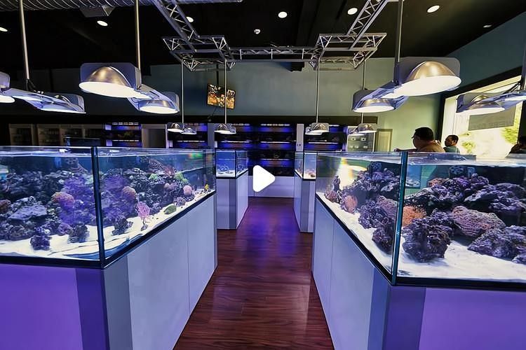 鳩江開水族店怎么樣？加盟祥龍魚場賣龍魚市場怎樣？