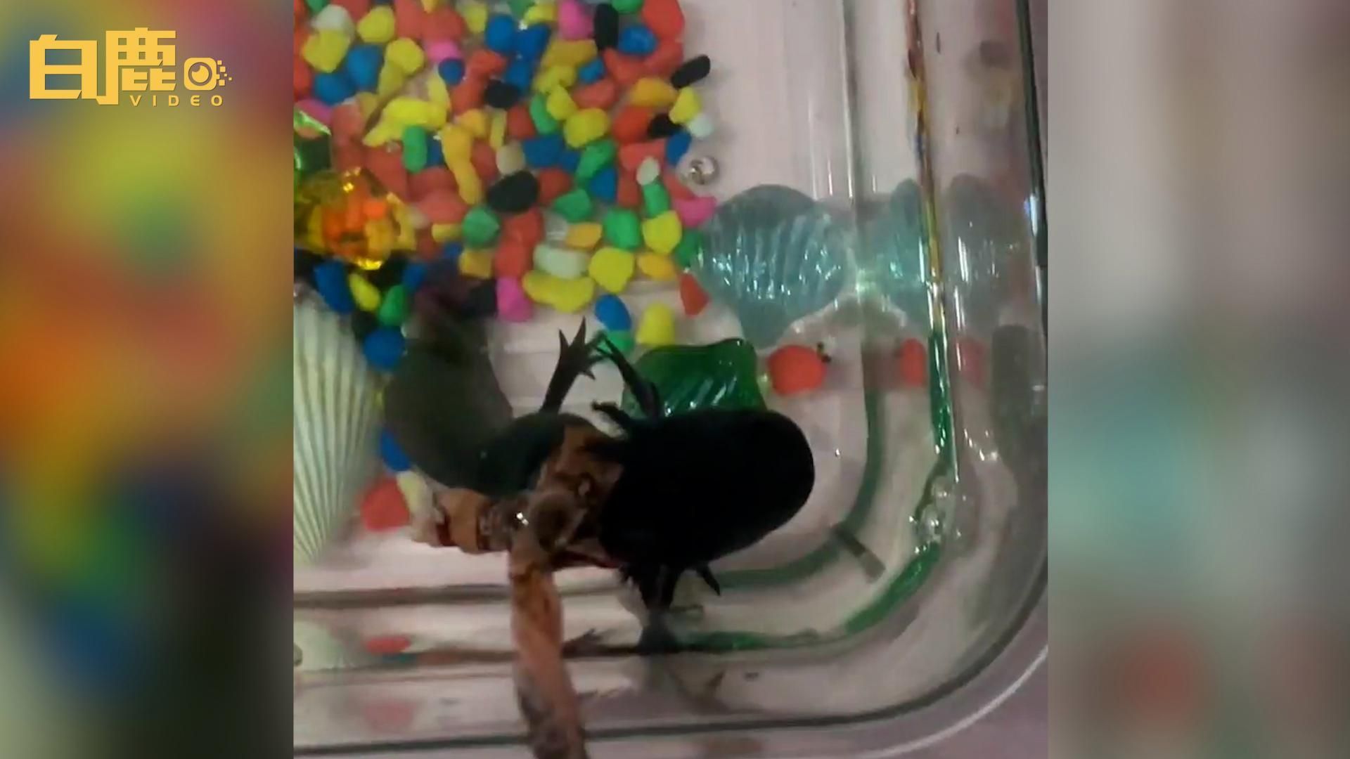 六角龍魚咬傷后如何處理 六角龍魚咬傷后如何處理 龍魚百科 第1張