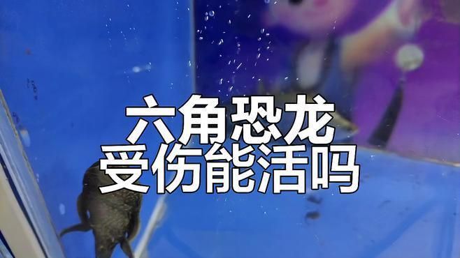 六角龍魚咬傷后如何處理 六角龍魚咬傷后如何處理 龍魚百科 第5張