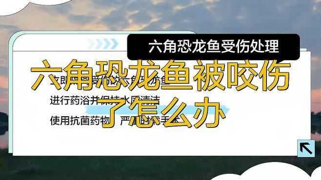 六角龍魚咬傷后如何處理 六角龍魚咬傷后如何處理 龍魚百科 第2張
