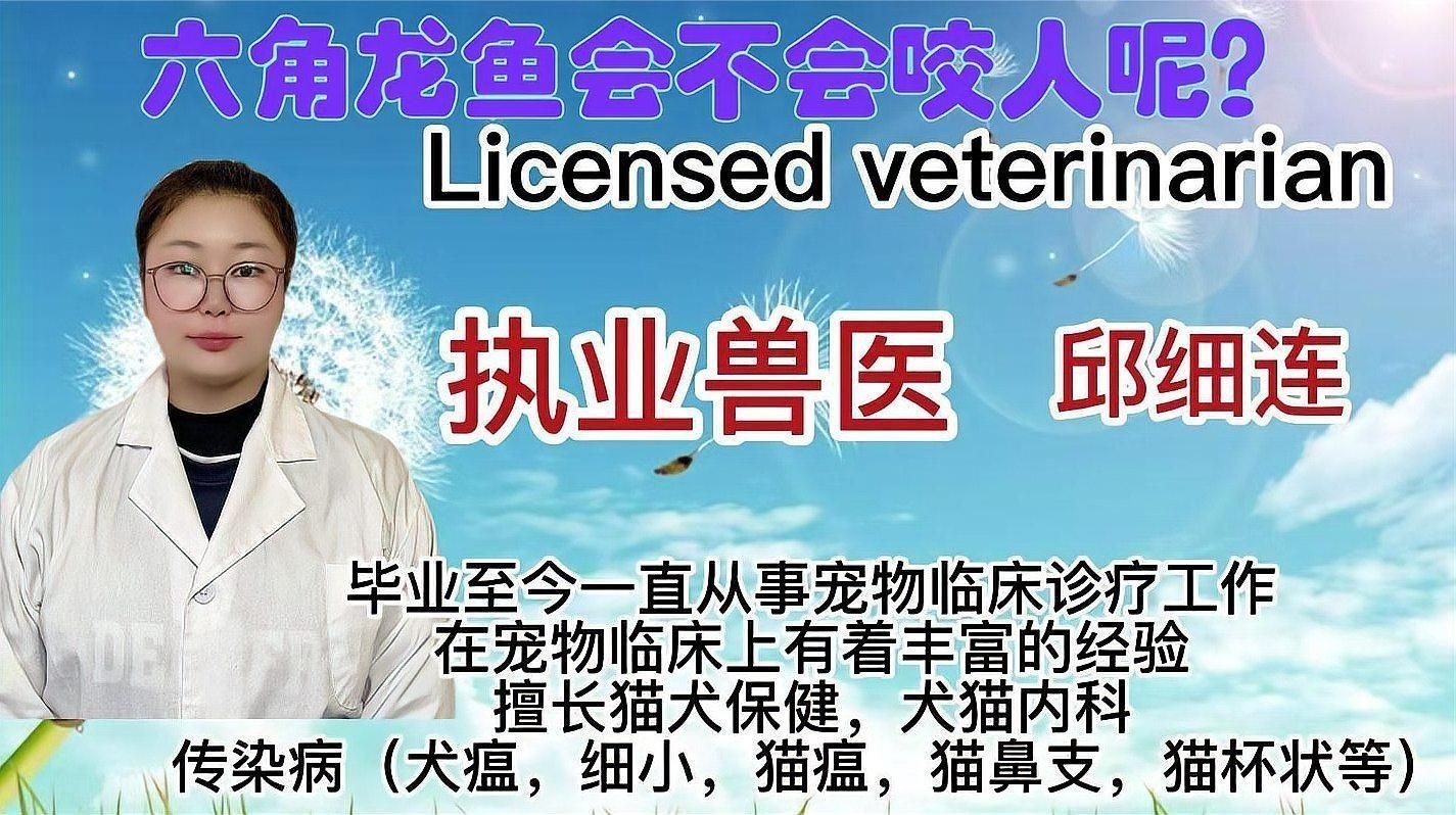 六角龍魚咬傷后如何處理 六角龍魚咬傷后如何處理 龍魚百科 第4張
