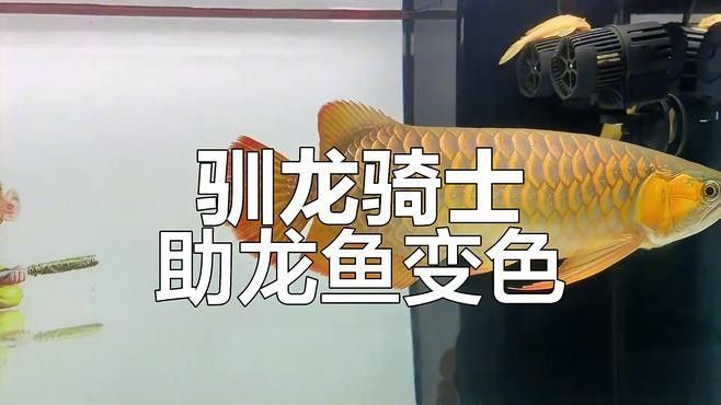 龍魚變色全過程圖片視頻 龍魚變色全過程圖片視頻 龍魚百科 第1張