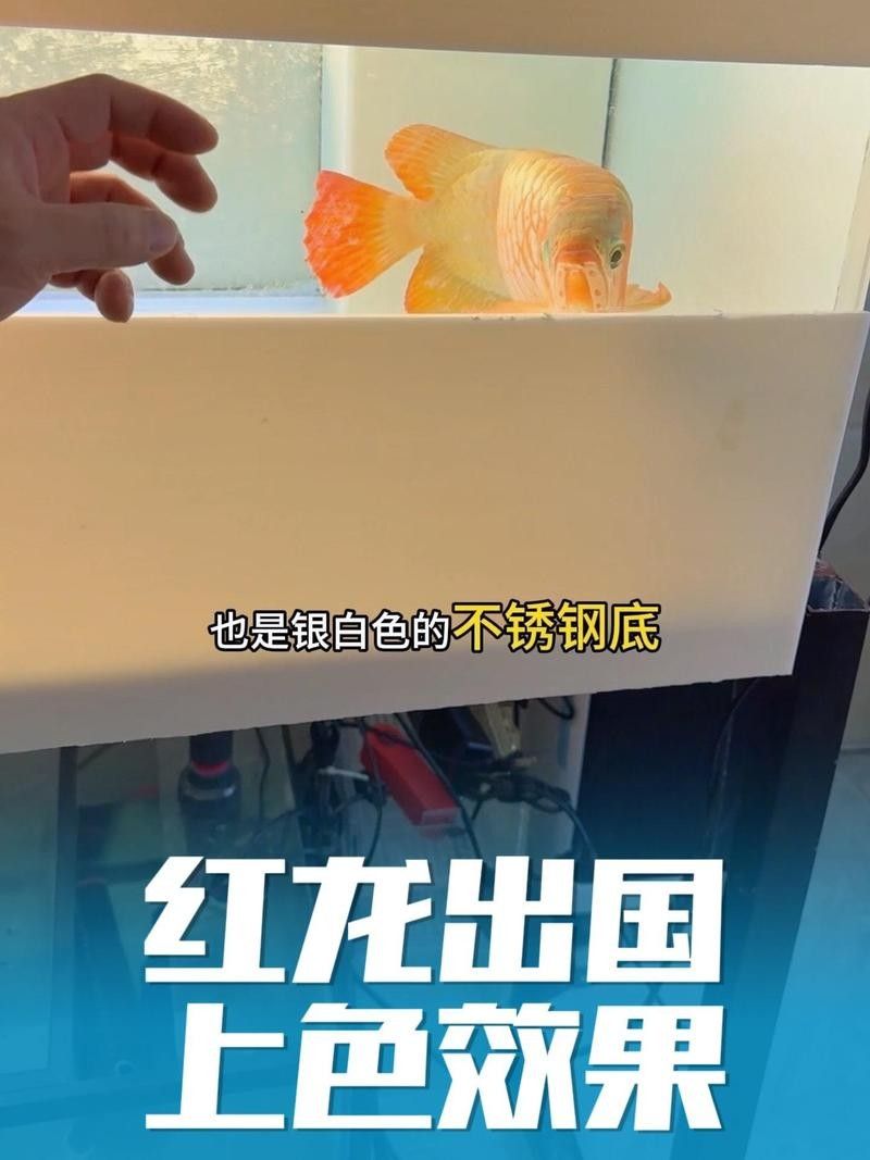 龍魚變色全過程圖片視頻 龍魚變色全過程圖片視頻 龍魚百科 第2張