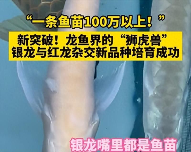 龍魚最貴的品種 龍魚最貴的品種 龍魚百科 第4張