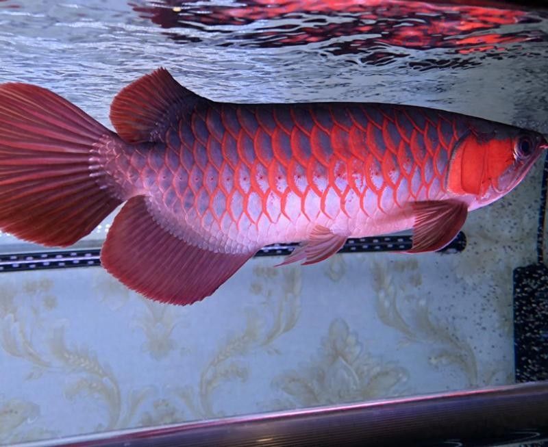 龍魚最貴的品種 龍魚最貴的品種 龍魚百科 第8張