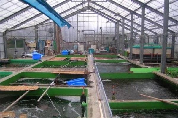 福海開水族店怎么樣？加盟祥龍魚場賣龍魚市場怎樣？