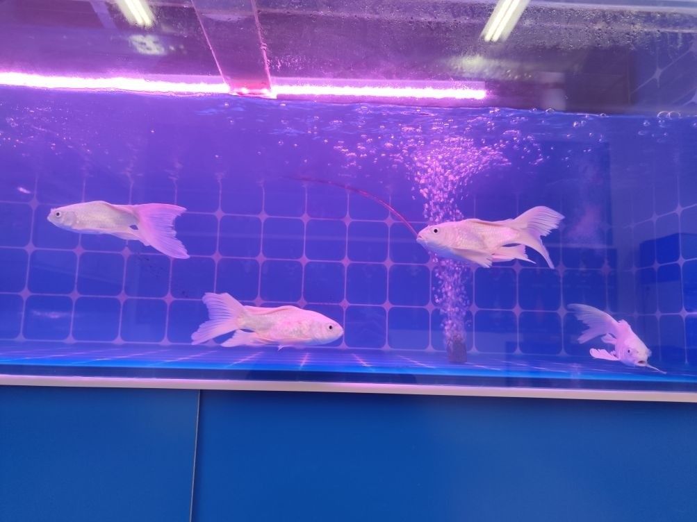 松江開水族店怎么樣？加盟祥龍魚場賣龍魚市場怎樣？