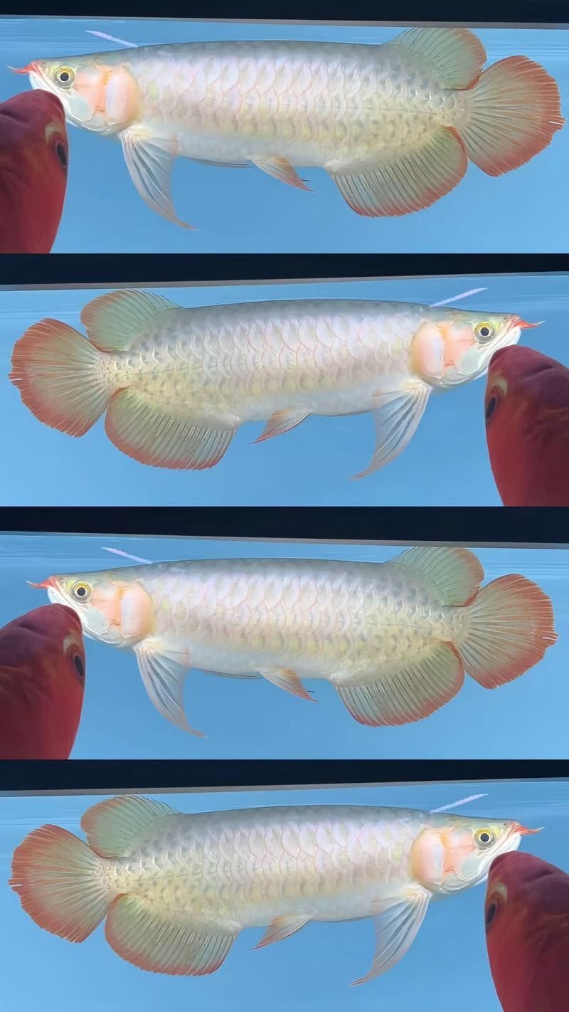 萬山開水族店怎么樣？加盟祥龍魚場賣龍魚市場怎樣？ 萬山開水族店怎么樣？加盟祥龍魚場賣龍魚市場怎樣？ 水族館百科（水族館加盟） 第11張