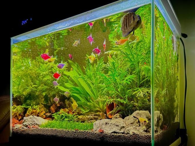 睢寧開水族店怎么樣？加盟祥龍魚場賣龍魚市場怎樣？