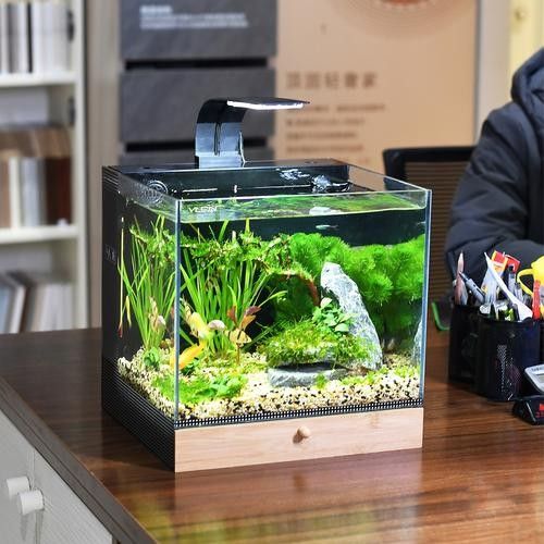 睢寧開水族店怎么樣？加盟祥龍魚場賣龍魚市場怎樣？