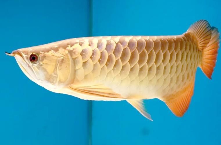 龍魚爛尾爛嘴怎么治療方法圖解 龍魚爛尾爛嘴怎么治療方法圖解 龍魚百科 第12張