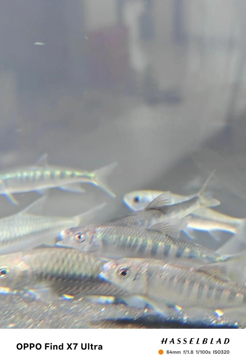 龍魚爛尾爛嘴怎么治療方法圖解 龍魚爛尾爛嘴怎么治療方法圖解 龍魚百科 第18張