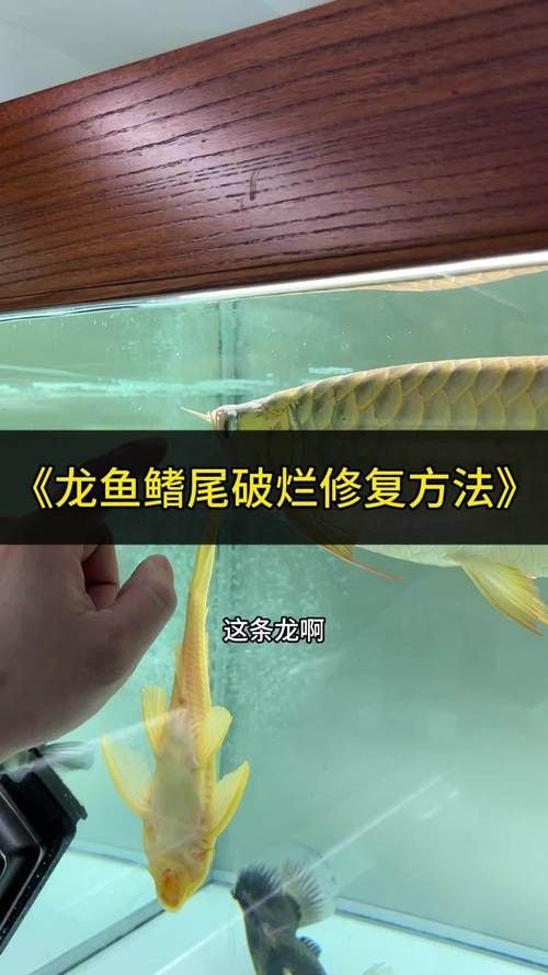 龍魚爛尾爛嘴怎么治療方法圖解 龍魚爛尾爛嘴怎么治療方法圖解 龍魚百科 第8張