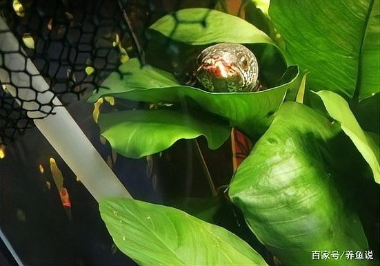 龍魚爛尾爛嘴怎么治療方法圖解 龍魚爛尾爛嘴怎么治療方法圖解 龍魚百科 第28張