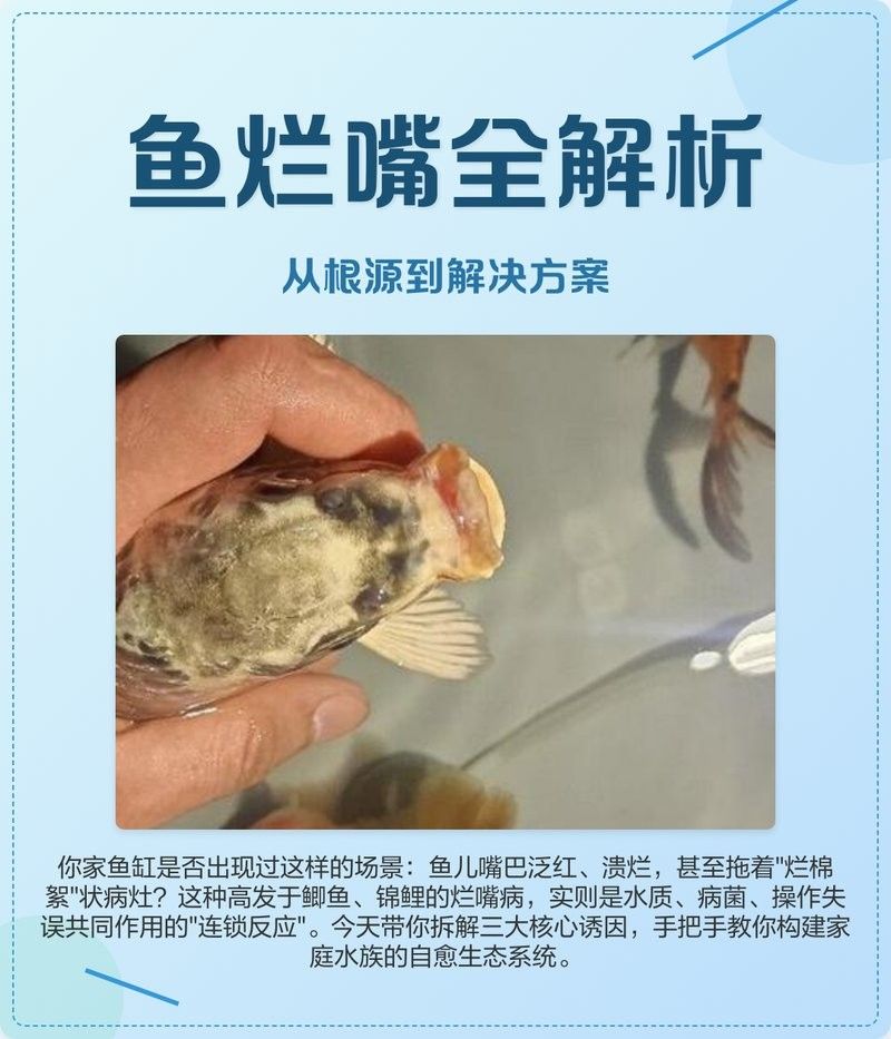 龍魚爛尾爛嘴怎么治療方法圖解 龍魚爛尾爛嘴怎么治療方法圖解 龍魚百科 第30張