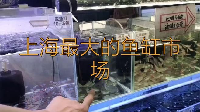 浦東開水族店怎么樣？加盟祥龍魚場賣龍魚市場怎樣？