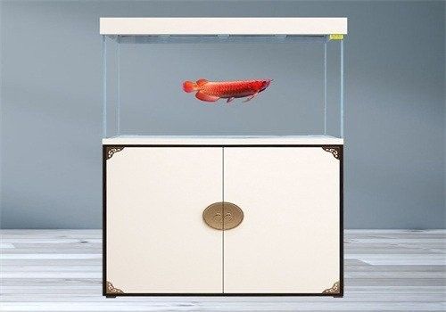 浦東開水族店怎么樣？加盟祥龍魚場賣龍魚市場怎樣？