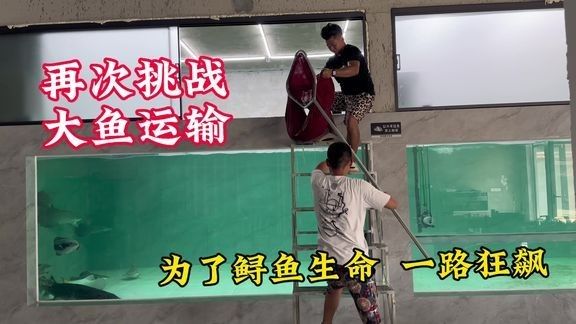 龍龍猛魚視頻在哪里發布？