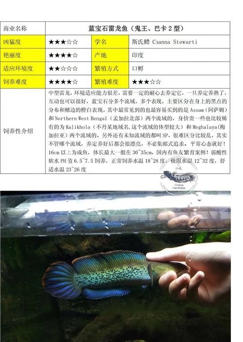 雷龍魚背景圖片大全 雷龍魚背景圖片大全 龍魚百科 第24張