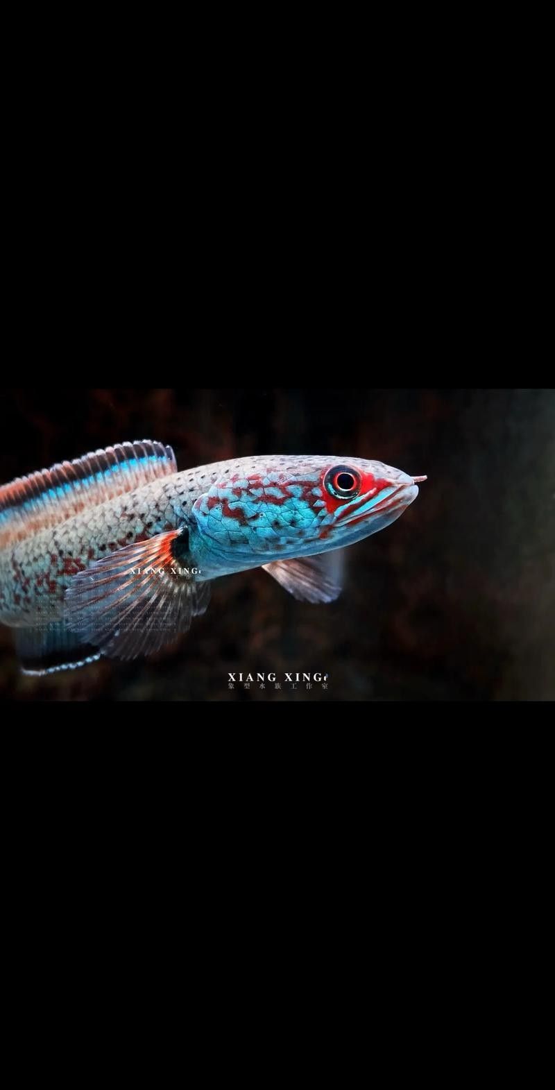 雷龍魚背景圖片大全 雷龍魚背景圖片大全 龍魚百科 第33張