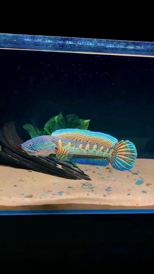 雷龍魚背景圖片大全 雷龍魚背景圖片大全 龍魚百科 第40張
