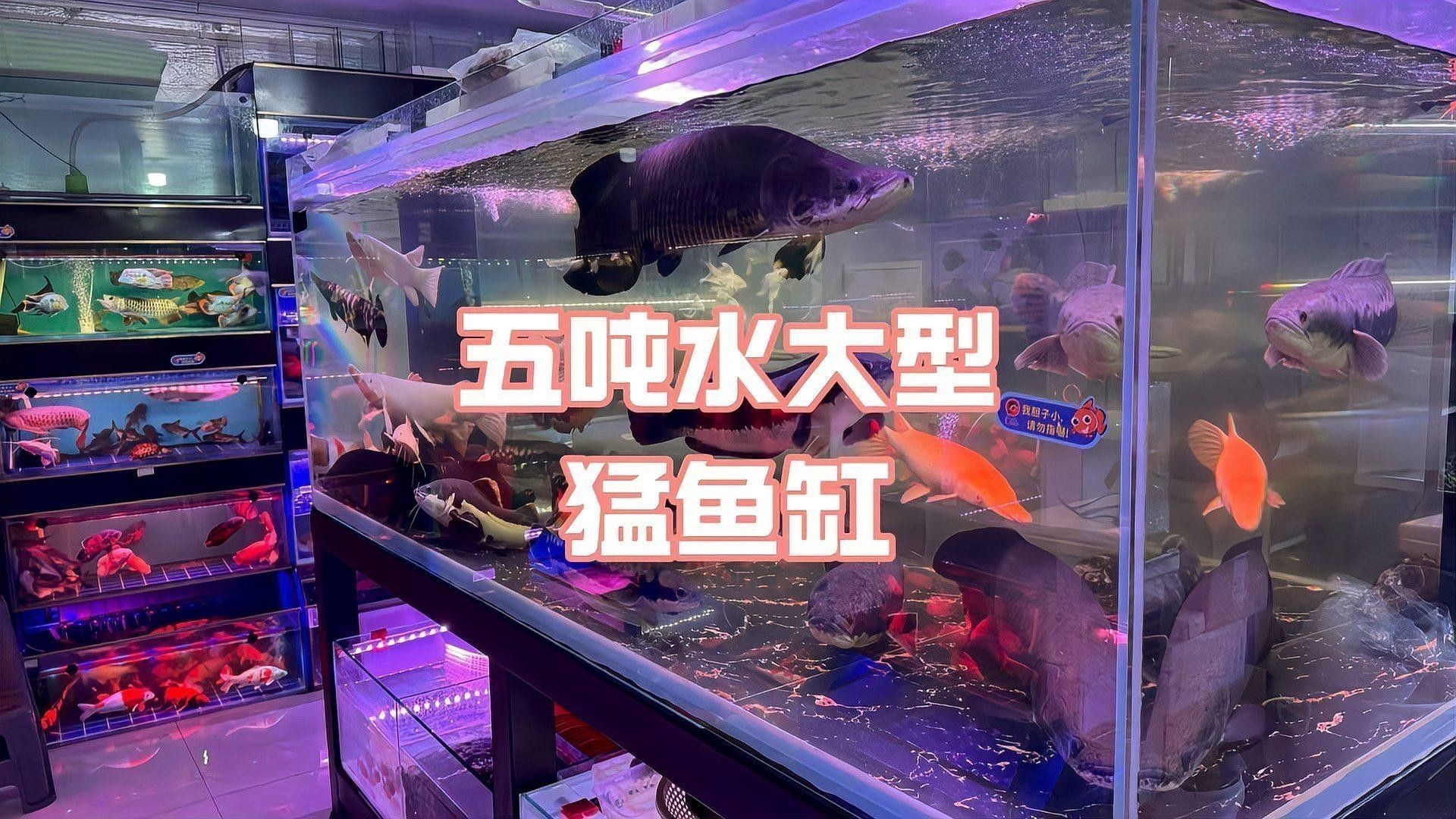 大廠開水族店怎么樣？加盟祥龍魚場賣龍魚市場怎樣？