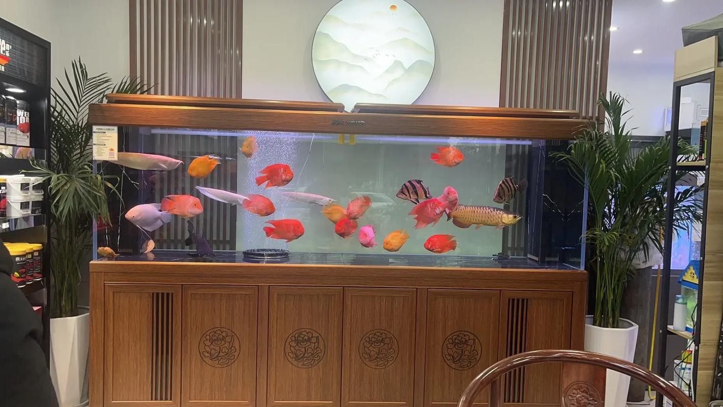 宜春開水族店怎么樣？加盟祥龍魚場賣龍魚市場怎樣？